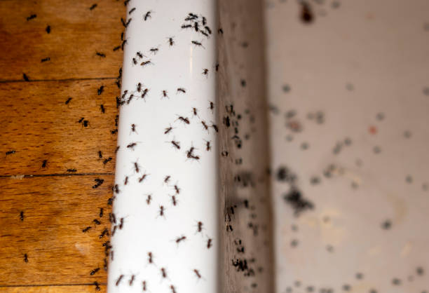 Best Wasp Removal Services  in Summit Park, UT