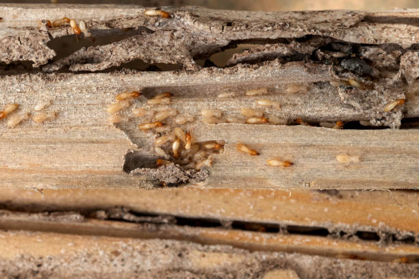 Best Wildlife Control Services  in Summit Park, UT
